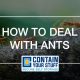 ants, removal, tips